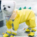 애견# 이미지