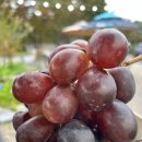 GS25 계룡공단점 이미지