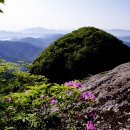 산창 6-떨어진 산매화 시조(광양 백운산)/반산 한상철 이미지