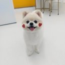 거창하개 이미지