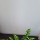 초보 가드너를 위한 여름 식물 인테리어 이미지