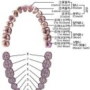 치아 명칭 이미지