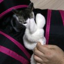 토끼사냥 이미지