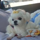 아담하개 이미지