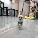 홍경숙신쭈꾸미 이미지