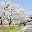 송광사&벚꽃길 이미지