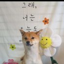 온리 펫살롱 이미지