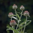 아티초크(Artichoke) 이미지