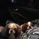 쁘띠멍멍 이미지