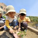 👩‍🌾🧑‍🌾텃밭활동-고추 모종 심기🌶 이미지