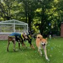 가평실내수영장온수무료펜션A 이미지