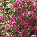 국화호수 이미지