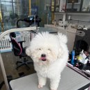 야옹아 멍멍해봐(봉명동) 이미지