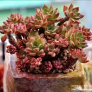 인수다육 이미지