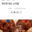 구제역이 멈춰 세운 ‘청도 소싸움’ 이미지