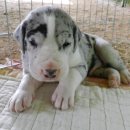 할리켄넬 이미지