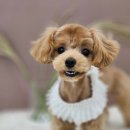 몽블리 펫샵 이미지