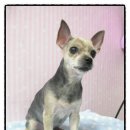 토토페키 이미지