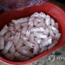 부부족발 이미지