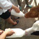 중원목장 이미지