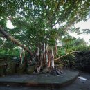 월평다라쿳당 이미지