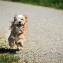 강아지집 미용실 이미지