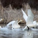 고니식당 이미지