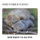아기웜뱃 본 적 있음? 이미지