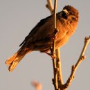 원시로1 이미지