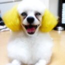 청솔동물병원 이미지