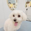 그루밍 하와이 이미지