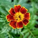 신호세탁소 이미지