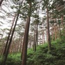 소나무(산촌마을) 이미지