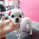 위드독스샵 이미지