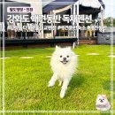서울애견 | 서울근교 강화도 애견동반 독채펜션 | 사랑옵다 후기