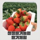 청정농원 | [경기/안성] 아이랑 딸기체험 입장료가 없어서 좋은 청정딸기농원 추천 후기