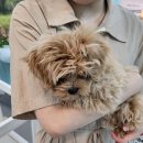 보드레 애견미용실 이미지