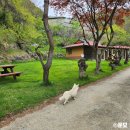 하늘마루염소목장 | 염소 먹이주기 체험은 덤! 잘 가꿔진 평창 트래킹 코스 #하늘마루염소목장