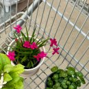 쿠페아 | 3월🌱🎂💝