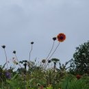 이수도섬펜션 이미지