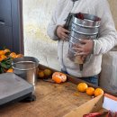 성산농원 | 제주 성산 귤따기 체험 제주농원901 아이랑 1월 방문 솔직후기