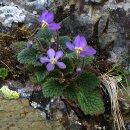 피레네제비꽃 [Pyrenean-violet, 라몬다 미코니 (Ramonda myconi)] 이미지