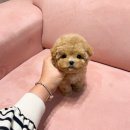 대구강아지분양 럽댕 이미지