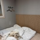 호텔주노 | 목포 주노호텔 내돈내산 후기 (아기랑 온돌방 + 애견동반 + 조식 포함)