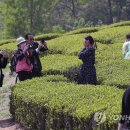 월출녹차 이미지