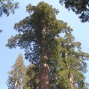 세계에서 가장 큰 나무 - 자이언트 세콰이어 이미지