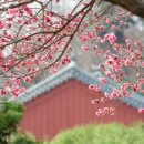 지리산 매화네 식품