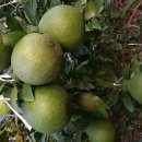 대룡농장 이미지