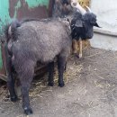 낭산염소농장 이미지