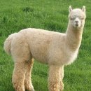 라마LAMA